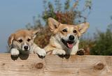 CORGI PEMBROKE 1079